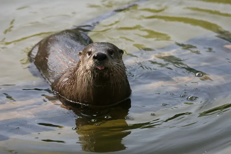 Projeto Lontra reforça conservação e reintroduz filhotes na Lagoa do Peri Projeto Lontra reforça conservação e reintroduz filhotes na Lagoa do Peri