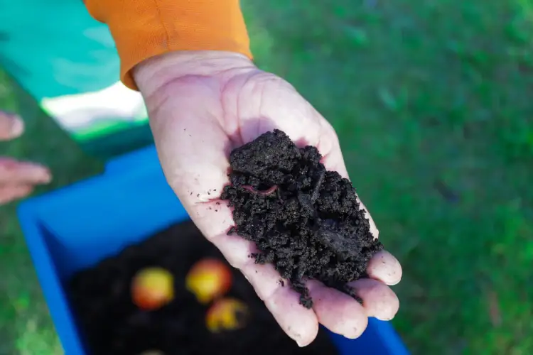 Programa oferece kits e treinamento em compostagem doméstica Programa oferece kits e treinamento em compostagem doméstica