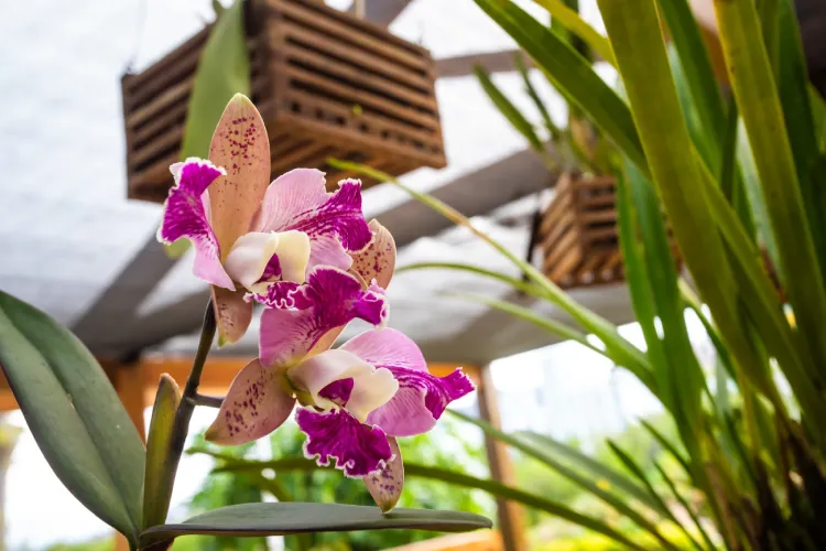 Florianópolis inaugura orquidário com mais de 300 espécies raras Florianópolis inaugura orquidário com mais de 300 espécies raras