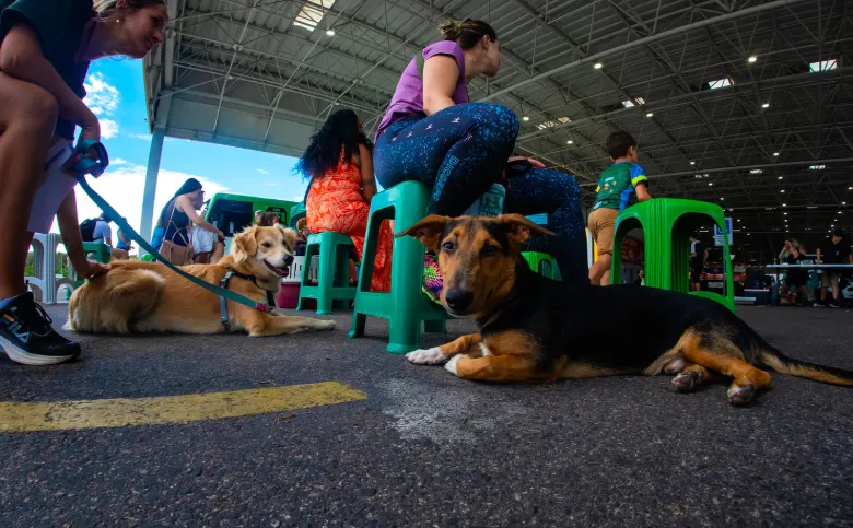 Florianópolis promove castração gratuita para cães esta semana Florianópolis promove castração gratuita para cães esta semana