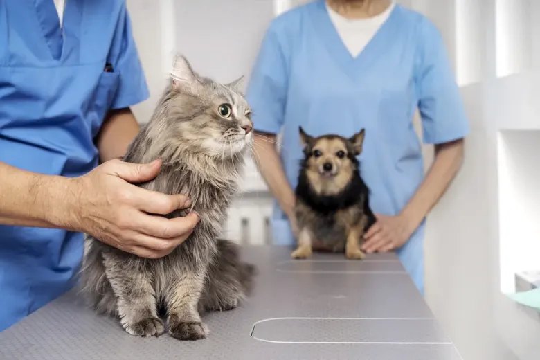 Mutirões gratuitos de castração de cães em Florianópolis Mutirões gratuitos de castração de cães em Florianópolis
