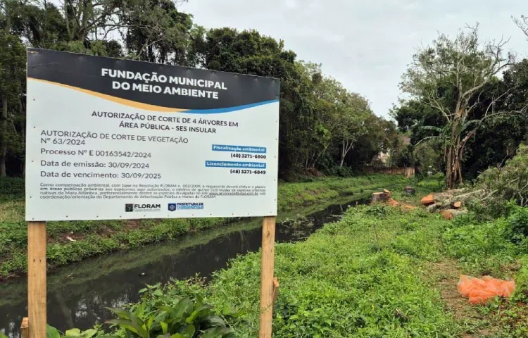 Obras de esgoto em Florianópolis incluem resgate de plantas nativas Obras de esgoto em Florianópolis incluem resgate de plantas nativas