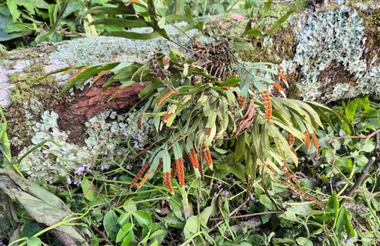 Resgate de plantas nativas minimiza impactos ambientais em obras de esgoto em Florianópolis
