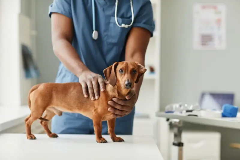 Florianópolis promove mutirões gratuitos de castração para cães Florianópolis promove mutirões gratuitos de castração para cães