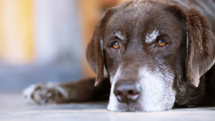 Cães adultos da Dibea esperam há anos por adoção em Florianópolis e mostram a importância da empatia e do recomeço.