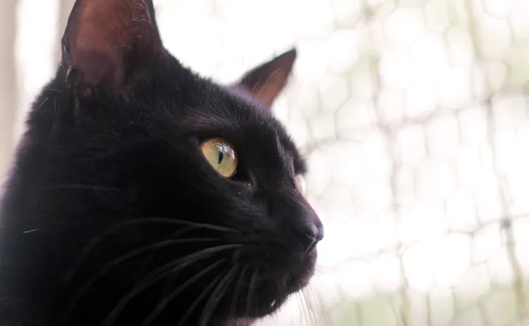 Halloween da Dibea Promove Feira de Adoção em Florianópolis