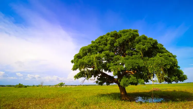 Ações ambientais marcam Semana da Árvore na capital catarinense Ações ambientais marcam Semana da Árvore na capital catarinense