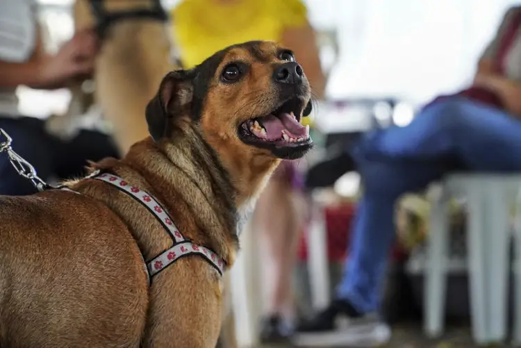 Mutirões da Dibea em São José castram quase mil animais Mutirões da Dibea em São José castram quase mil animais