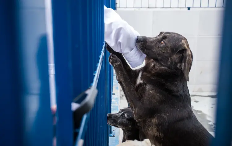 Hospital Veterinario público impulsiona proteção animal em Florianópolis