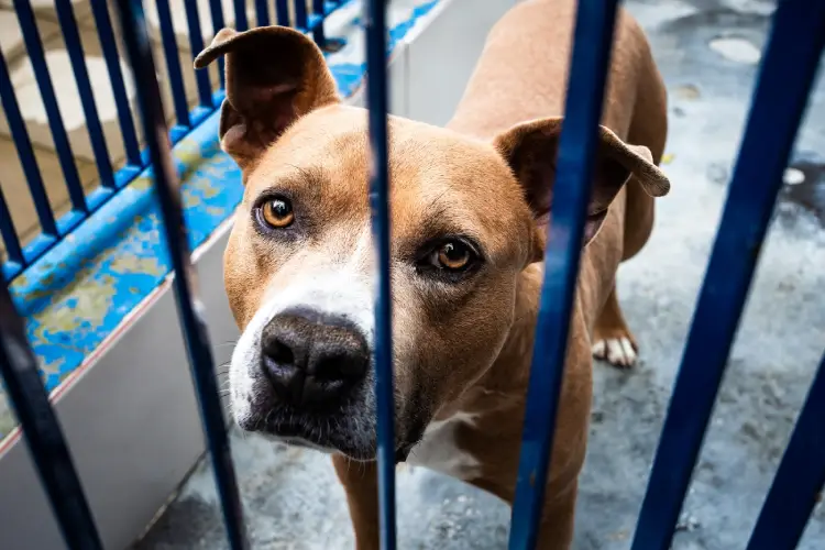 Dibea de Florianópolis realiza evento temático de adoção Dibea de Florianópolis realiza evento temático de adoção