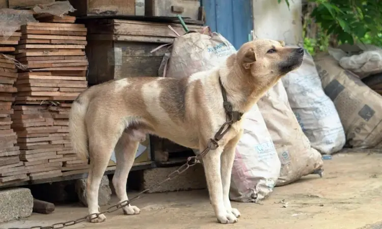 Proibido acorrentar cães: Sanção municipal amplia proteção em São José Proibido acorrentar cães: Sanção municipal amplia proteção em São José