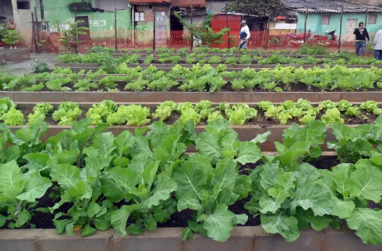 Lei municipal amplia hortas urbanas e sustentabilidade em São José Lei municipal amplia hortas urbanas e sustentabilidade em São José