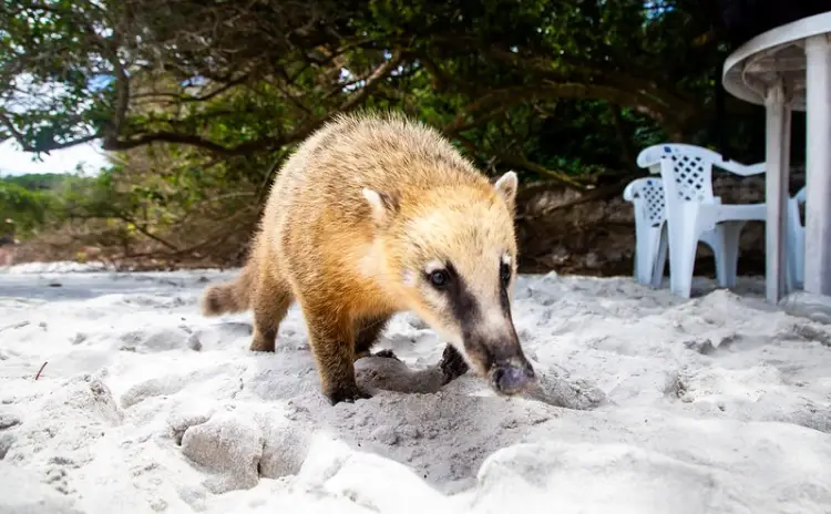 Vigilância Epidemiológica registra aumento de 100% em acidentes com saguis e quatis em Florianópolis. Saiba como prevenir e o que fazer em caso de exposição.