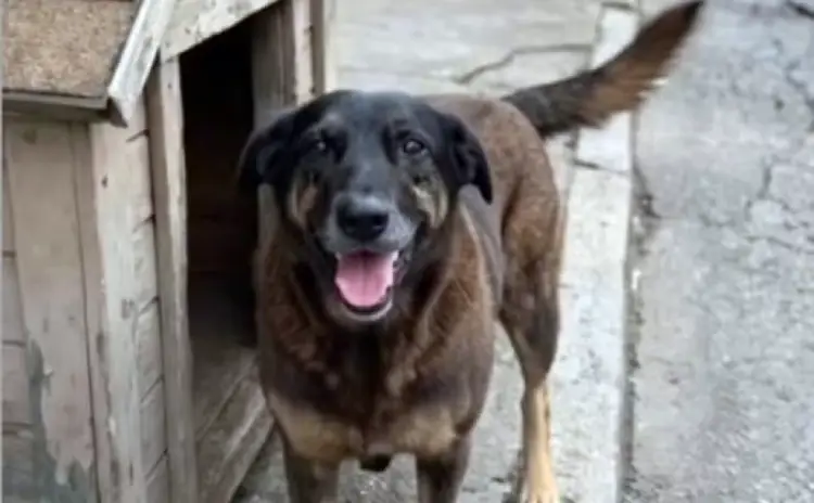 Floripa homenageia cão Orelha com hospital veterinário Floripa homenageia cão Orelha com hospital veterinário