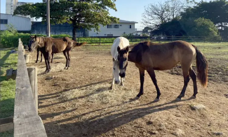 Resgate de cavalos em São José salva 54 animais em 2025 Resgate de cavalos em São José salva 54 animais em 2025
