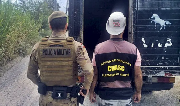 Operação Quaresma reforça combate à Farra do Boi Operação Quaresma reforça combate à Farra do Boi