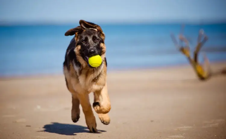 Florianópolis regulamenta cães nas praias Florianópolis regulamenta cães nas praias