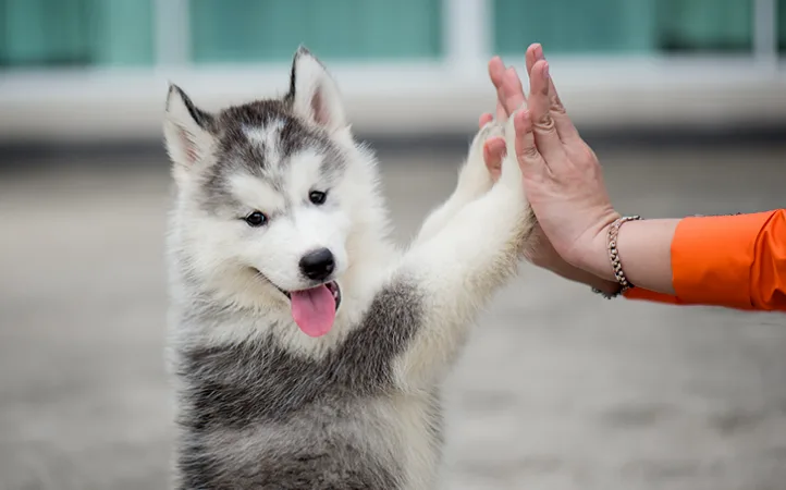 Abril Laranja mobiliza ações contra crueldade animal Abril Laranja mobiliza ações contra crueldade animal