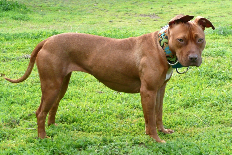 Abandono de Pitbulls cresce em Palhoça: entenda o porquê Abandono de Pitbulls cresce em Palhoça: entenda o porquê