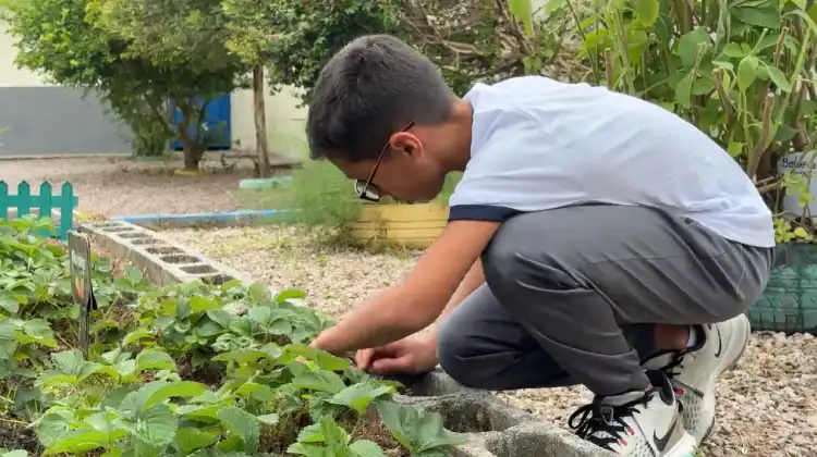 Governo de SC entrega 100 mil pacotes de sementes ao projeto Hortas do Saber, fortalecendo educação alimentar nas escolas estaduais. Governo de SC entrega 100 mil pacotes de sementes ao projeto Hortas do Saber, fortalecendo educação alimentar nas escolas estaduais.