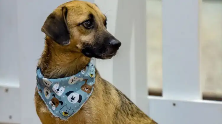 Maior mutirão de castração de São José abre inscrições para expositores pet na Arena Multiuso, dias 24 a 26 de julho. Maior mutirão de castração de São José abre inscrições para expositores pet na Arena Multiuso, dias 24 a 26 de julho.