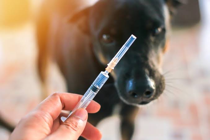 Vacinação gratuita para pets acontece em São José com 600 doses e agendamento prévio, unindo prevenção de doenças e bem-estar animal. Vacinação gratuita para pets acontece em São José com 600 doses e agendamento prévio, unindo prevenção de doenças e bem-estar animal.