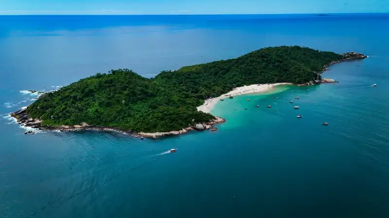 Ação inédita faz manejo de quatis no Campeche com vasectomia em quatro machos, microchip e soltura no local, na primeira etapa do projeto piloto. Ação inédita faz manejo de quatis no Campeche com vasectomia em quatro machos, microchip e soltura no local, na primeira etapa do projeto piloto.