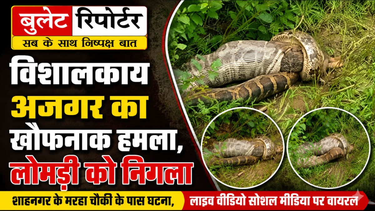 विशालकाय अजगर का खौफनाक हमला, लोमड़ी को निगला; वीडियो सोशल मीडिया पर वायरल