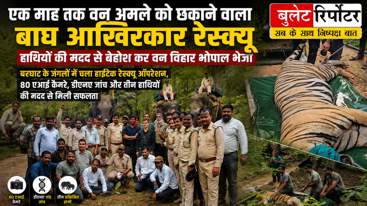 एक माह तक वन अमले को छकाने वाला बाघ रेस्क्यू, हाथियों की मदद से बेहोश कर वन विहार भोपाल भेजा