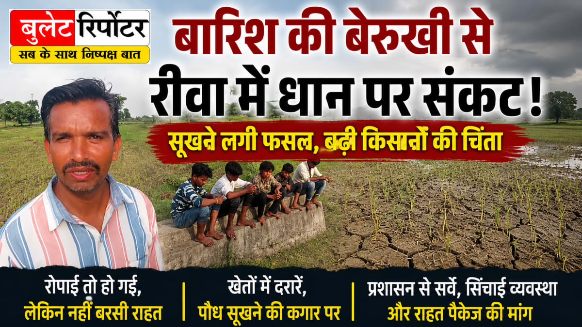 बारिश की बेरुखी से रीवा में धान की फसल पर संकट, सूखने लगी पौध; किसानों की बढ़ी चिंता