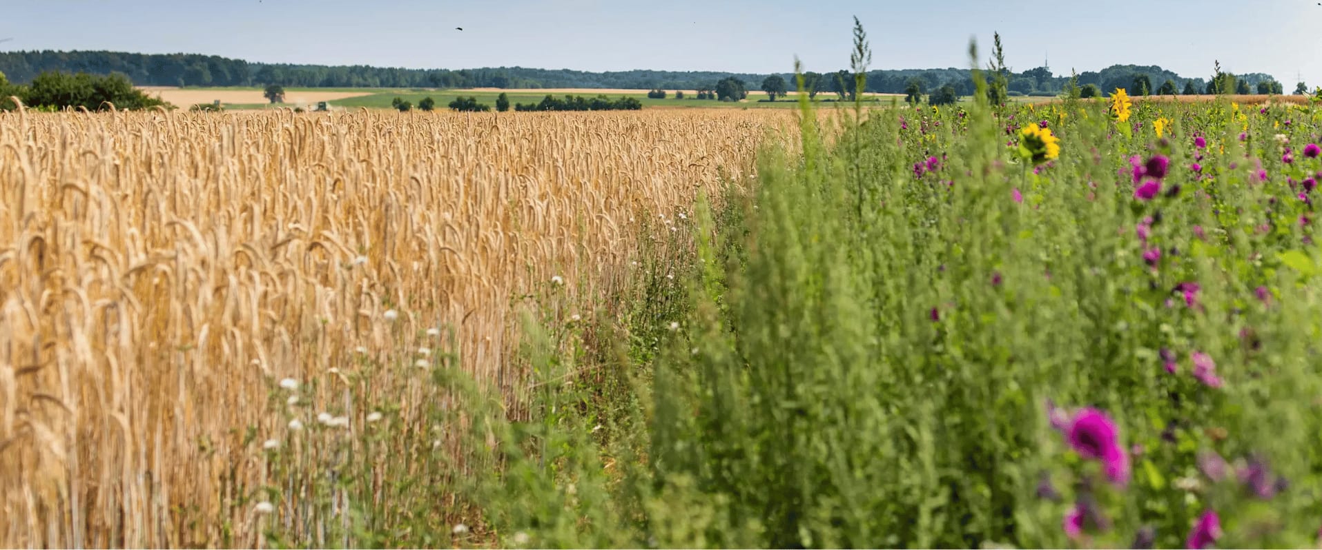 Ein Getreidefeld mit reifen Ähren grenzt an eine bunte Blühwiese mit Wildblumen und Sonnenblumen; im Hintergrund eine weite, grüne Landschaft unter blauem Himmel.