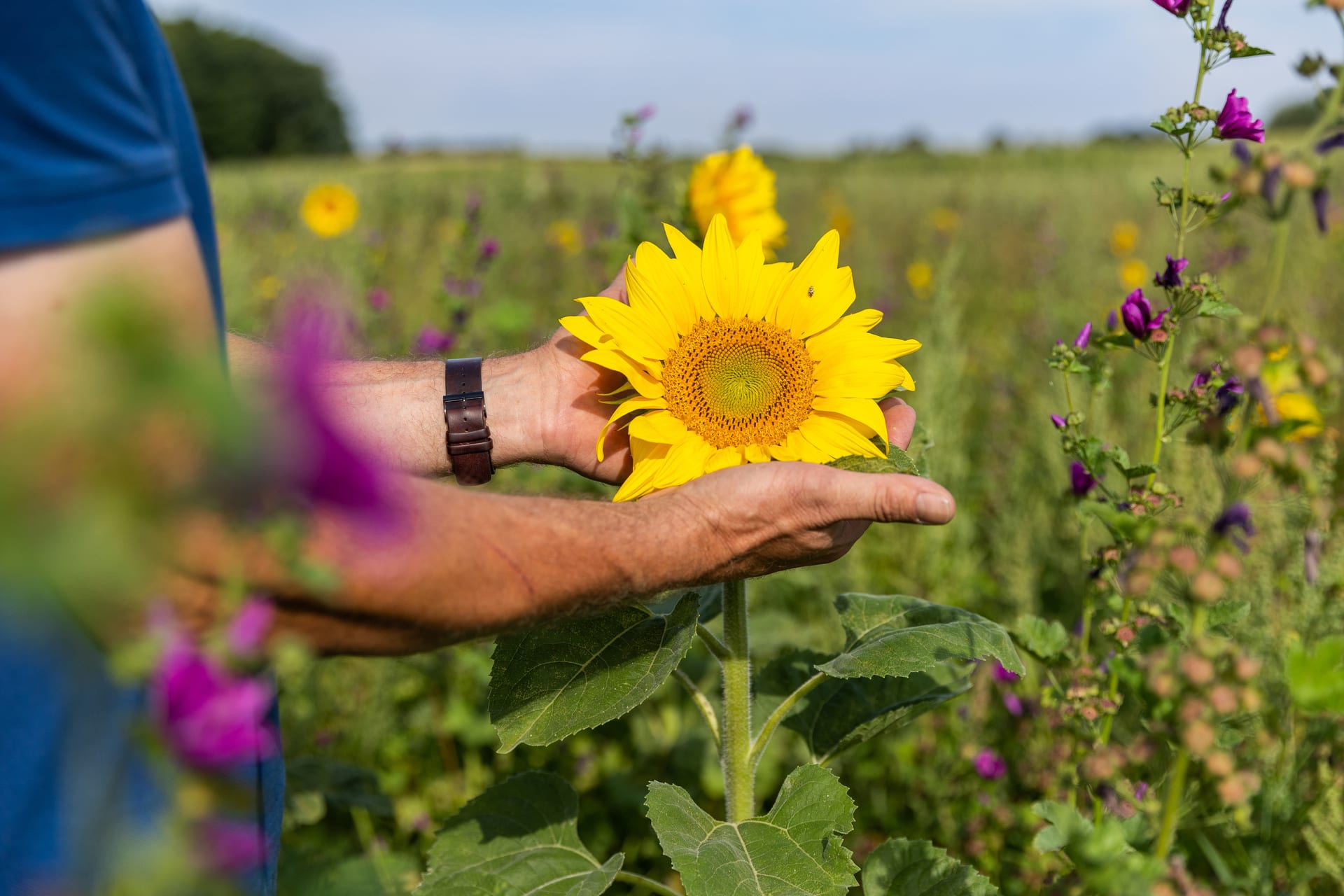 Ein Mensch hält behutsam eine leuchtend gelbe Sonnenblume in den Händen, umgeben von einer blühenden Wildblumenwiese an einem sonnigen Tag.