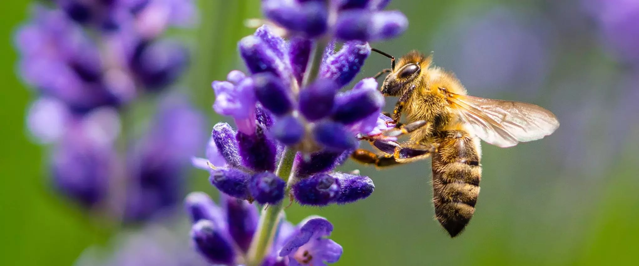 Nahaufnahme einer Biene, die an einer violetten Blüte Nektar sammelt.