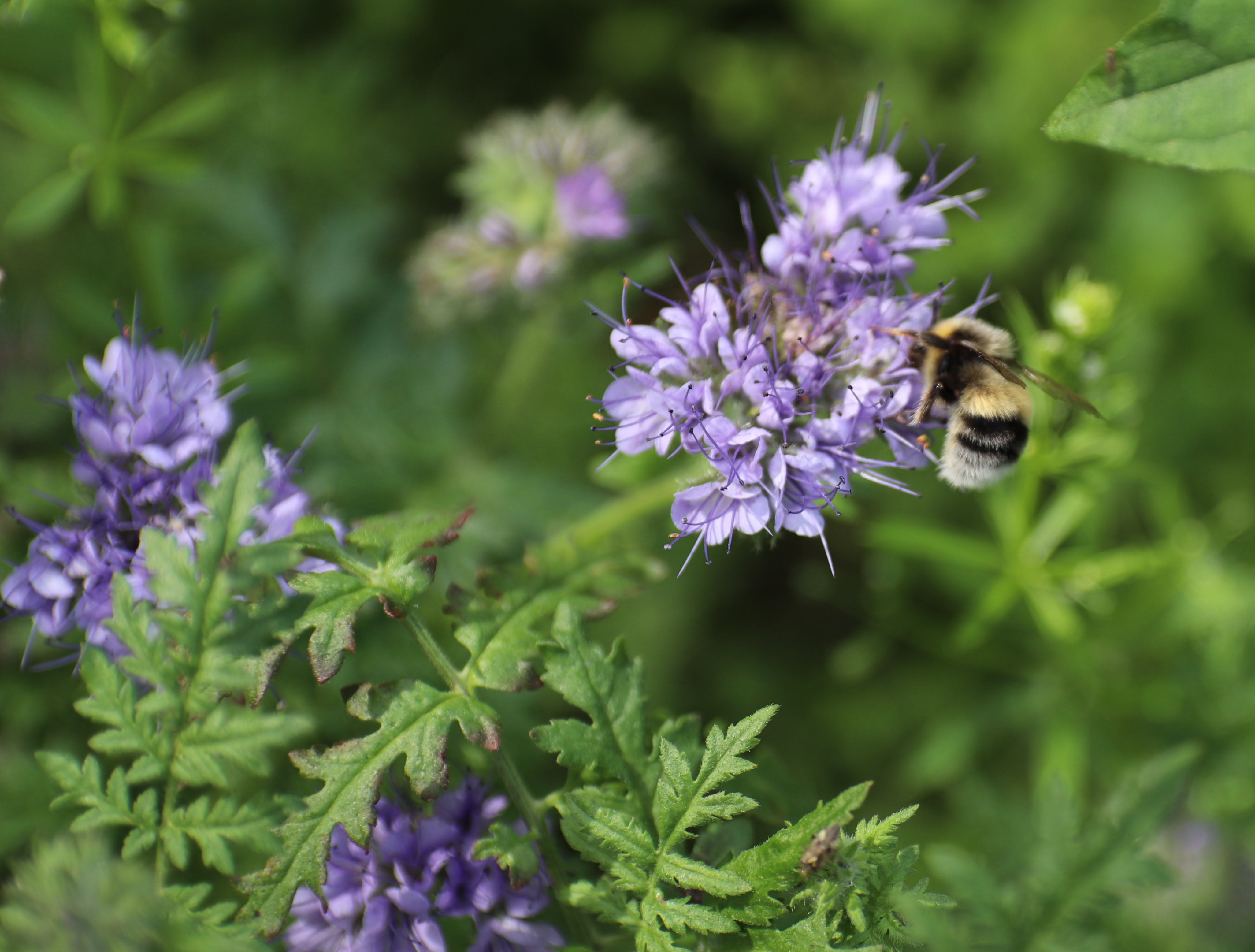 Eine Biene sitzt auf einer blühenden Blume.