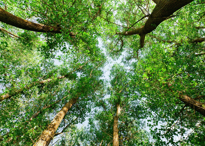 Blick nach oben durch grüne Baumwipfel im Wald.