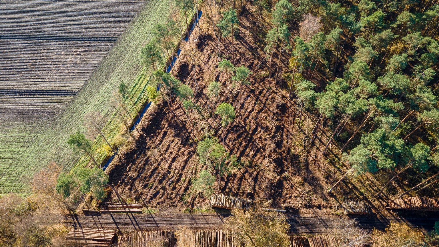 Waldfläche aus der Vogelperspektive am Tag.