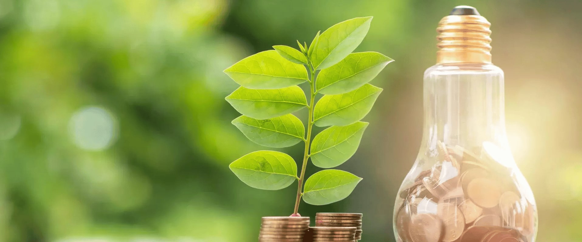 Eine Glühbirne, gefüllt mit Münzen, steht neben einem grünen Pflänzchen, das aus einem Stapel Münzen wächst – symbolisch für nachhaltige Investitionen und energieeffizientes Wirtschaften.