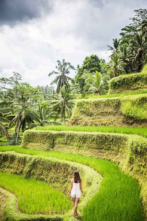 Tegalalang Rice Terraces