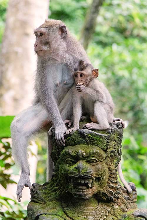 Ubud Monkey Forest