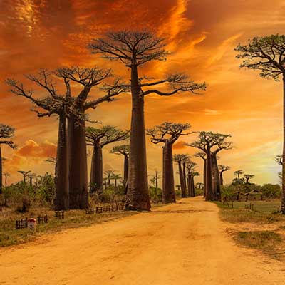 Avenue of the Baobabs