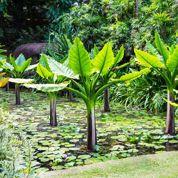 Victoria Botanical Garden