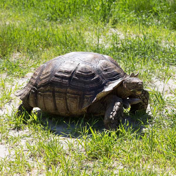 Aldabra Atoll