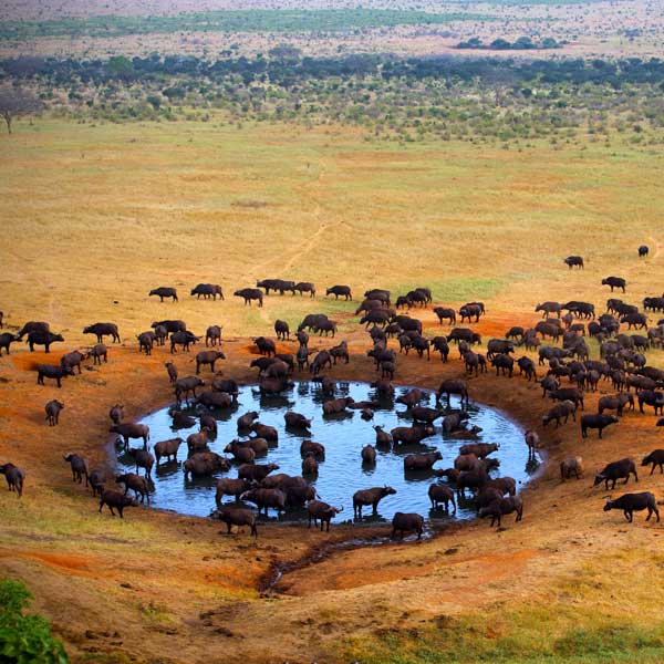 Amboseli National Reserve