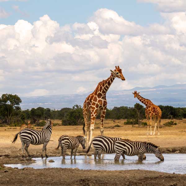 Ol Pejeta Conservancy
