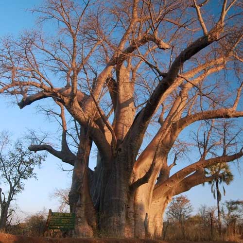 Big Tree