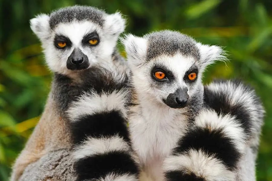 Two ring-tailed lemurs with striped tails, native to Madagascar, looking toward the camera