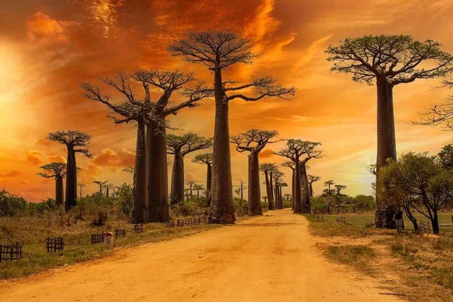 Baobab trees lining a dirt road at sunset, Madagascar's famous Avenue of the Baobabs