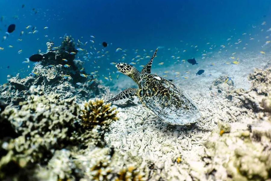 Sea turtle swimming over a coral reef surrounded by tropical fish in the Maldives
