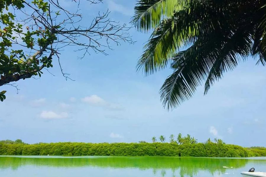 Palm trees framing a calm green lagoon lined with mangroves in the Maldives