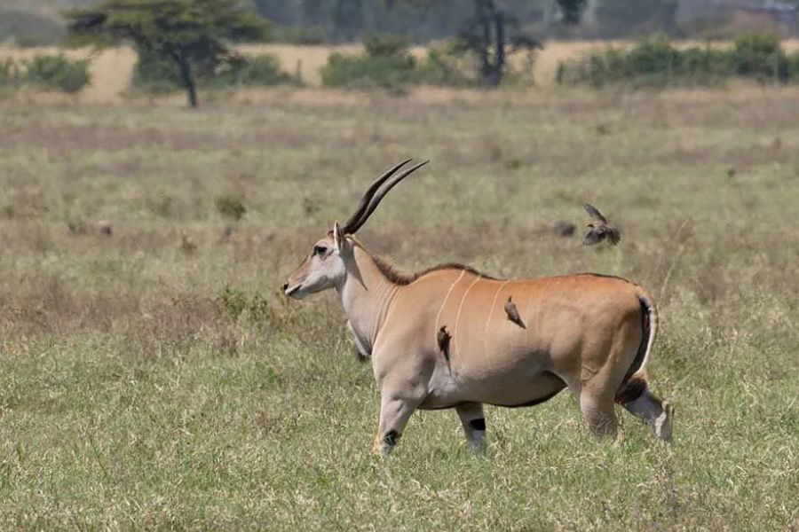 Eland antelope with oxpecker birds on its back in Samburu, Kenya